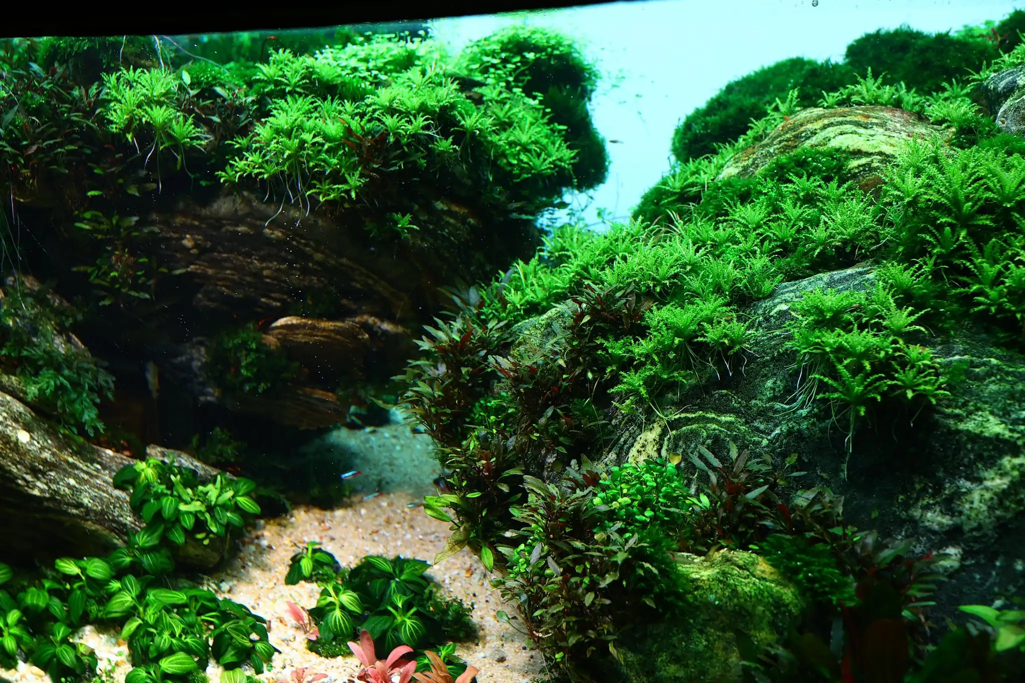 Aquascaping steps - Connecting - IAPLC 2025 Honor Prize - Long Tran Hoang / Vietnam